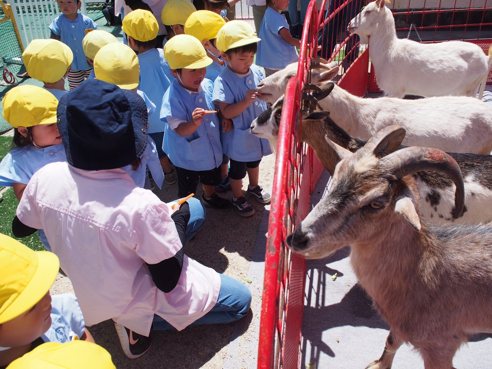 いちご動物園 男川保育園